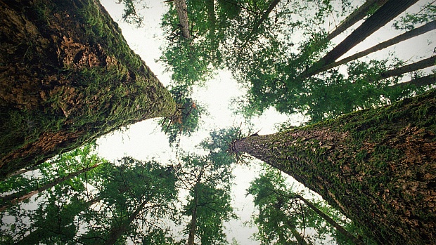 How Trees Talk to Each Other