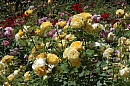 Your Rose Garden