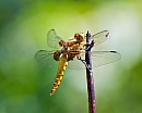 Wild Hope: A City in Nature