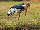 Stork Sisters - The Hargila Army